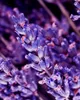YODEYMA Parfum Oud Gem – orientální vůně pro muže (100 ml) Náhled obrázku produktu 4