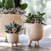 Kolibri Greens | Groene Pflanze - Sukkulente Crassula Ovata Produktbild-Vorschau 7