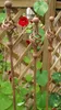 Three decorative garden stakes with a twisted metal design stand in front of a wooden lattice fence, surrounded by green leaves and a red flower. Produktbild-Vorschau
