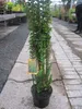 Hedera helix Erecta - Efeu Erecta - 60-80cm Produktbild-Vorschau 4