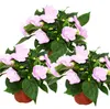 Edel-Lieschen - Impatiens Neu-Guinea - 12cm Topf - Set mit Produktbild-Vorschau 1