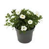 Magic bell - Mini závesná petúnia - Calibrachoa - 12cm Náhľad obrázku produktu 2