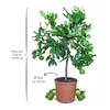 Meine Orangerie - Kaffir Limette Mezzo - Citrus Hystrix - Produktbild-Vorschau 2