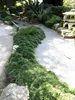 Stauden Gänge 1 x Ophiopogon japonicus 'Nana' - Zwerg Produktbild-Vorschau 9