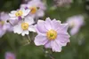 Anemone tomentosa 'Septemberglanz', Herbst-Anemone, rosa, Produktbild-Vorschau 3