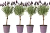 Lavandin - Set de 4 - Lavandula stoechas 'Anouk' - Hauteur Voir les images du produit 1