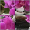 Bild auf Leinwand - Leinwandbild - Orchidee Bambus Produktbild-Vorschau 8
