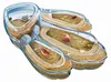 Original Triops Maxi de Luxe von Galileo Produktbild-Vorschau 5