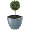 A potted plant with a spherical topiary in a modern gray pot. Produktbild-Vorschau