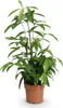 Green boutiQ - Zimmerpflanzen - Dracaena surculosa - Produktbild-Vorschau 2