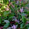 Zimolez japonský Purpurea 2L Náhled obrázku produktu 3
