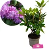 Rododendron 'Catawbiense Grandiflorum' Ružové kvety - výška Náhľad obrázku produktu 1