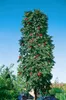Sorbus aucuparia, Vogelbeere, 150–200 cm, robust und Produktbild-Vorschau 11