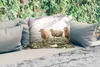 MuchoWow® Outdoor Kissen - Schafe - Nebel - Winter - 60x40 Produktbild-Vorschau 2