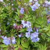 6 x popínavá jakubova žebřík  - Polemonium reptans 'Blue Náhled obrázku produktu 2