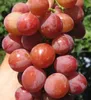 Tafeltraube ´DAŠUNJA´ 40-50 cm, Cont. 3 l Produktbild-Vorschau 3