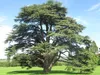 SAFLAX Dárková sada - Severoafrický atlasový cedr - Cedrus Náhled obrázku produktu 4