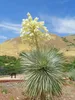 Palmovka (Yucca rostrata) – 10 semien Náhľad obrázku produktu 2
