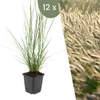 Plants by Frank | 12 Lampenputzergras Pflanzen | Pennisetum Produktbild-Vorschau 1
