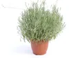 echter Lavendel XL BUSCH Ø 40cm, Höhe 40 cm, Lavandula Produktbild-Vorschau 1