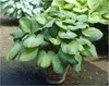 Stauden Gänge 6 x Hosta Kollektion im 1 Liter Topf - Produktbild-Vorschau 4