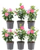 Plants by Frank | 6 Dipladenia Pink Pflanzen | Mandevilla | Produktbild-Vorschau 1