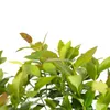 A close-up view of the top of a plant with green and reddish-brown leaves against a white background. Anteprima dell’immagine prodotto