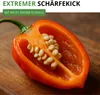 Chili Habanero Mix Samen - sehr scharf - Capsicum chinese - Produktbild-Vorschau 2