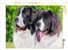 CALVENDO Puzzle Porträt zweier Landseer | 1000 Teile Produktbild-Vorschau 1
