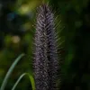Stauden Gänge 1 x Pennisetum alopecuroides 'Black Beauty' Produktbild-Vorschau 6