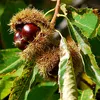A close-up of a chestnut burr with several chestnuts inside, attached to a branch with green leaves. Náhľad obrázku produktu