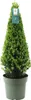 Ilex crenata Pyramid - ↨55 cm - Ø21 cm - Stálezelený, Náhľad obrázku produktu 1