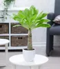 BALDUR Garten Hawaii-Palme, 1 Pflanze, Zimmerpflanze Produktbild-Vorschau 2