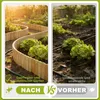 XMTECH Beeteinfassung aus Holz, Flexibler Rollzaun 40 × 200 Produktbild-Vorschau 4