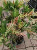 Ceglastoczerwone kwiaty  - Callistemon Splendens Łodygi Podgląd zdjęcia produktu 4