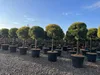 Pinus Sylvestris 170 cm Waldkiefer winterhart -30°C Produktbild-Vorschau 3