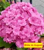 BALDUR Garten 1x 5-Stufen Hortensie Together®, Pflanze im 2 Produktbild-Vorschau 4