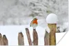 MuchoWow® Poster Vogel - Zaun - Schnee 60x40 cm - Produktbild-Vorschau 1