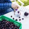 Pflaumenentkerner - Entsteiner, Obstentkerner Produktbild-Vorschau 2