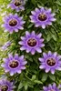 Passiflore Passiflora Purple Haze 40–60 cm – Fleurs Voir les images du produit 3