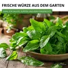 Sauerampfer Mehrjährig Samen - Rumex acetosa - Produktbild-Vorschau 6