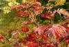 10 kusov japonského javora (Acer palmatum) | výška 40-60 Náhľad obrázku produktu 1