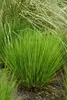Stauden Gänge 1 x Molinia caerulea 'Heidezwerg' im 1 Liter Produktbild-Vorschau 5
