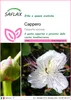 SAFLAX  - Cappero - 25 semi - Capparis Anteprima dell’immagine prodotto 1