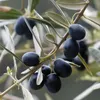 Olivo europeo (Olea europaea)  - 10 semi Anteprima dell’immagine prodotto 1