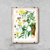 Poster - Canvas - Leinwand - 29,7 cm x 42 cm - Botanischer Produktbild-Vorschau 1