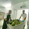 Čistý aloe gel Plus Lanzarote 1 l Náhled obrázku produktu 4