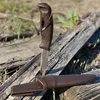 A knife and its sheath are placed on weathered wooden planks outdoors. Produktbild-Vorschau