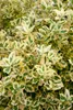 A close-up view of a variegated plant with green and yellow leaves. Produktbild-Vorschau