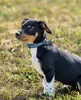 lionto Hundehalsband reflektierend, gepolstert & Produktbild-Vorschau 2
